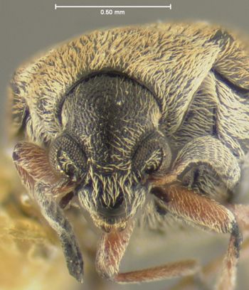 Media type: image;   Entomology 8209 Aspect: head frontal view